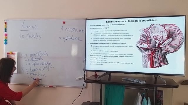 ОПАСНЫЕ ЗОНЫ(фрагмент).Поперечная артерия.