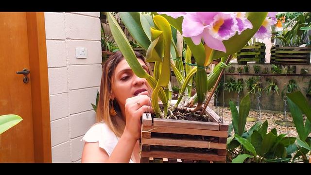 Cattleya Labiata! - Floração E Cultivo!❤️