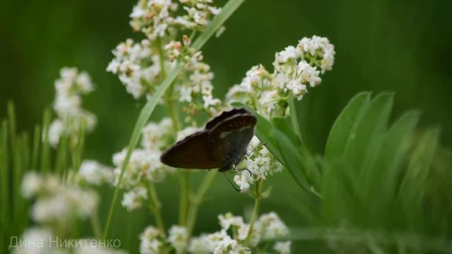 Бабочки, насекомые