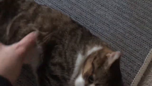 Кошка инвалид 2