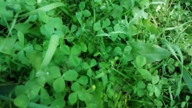 Древоточец пахучий (гусеница)