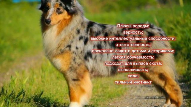 Австралийская овчарка 🔥. Характеристика и другое
