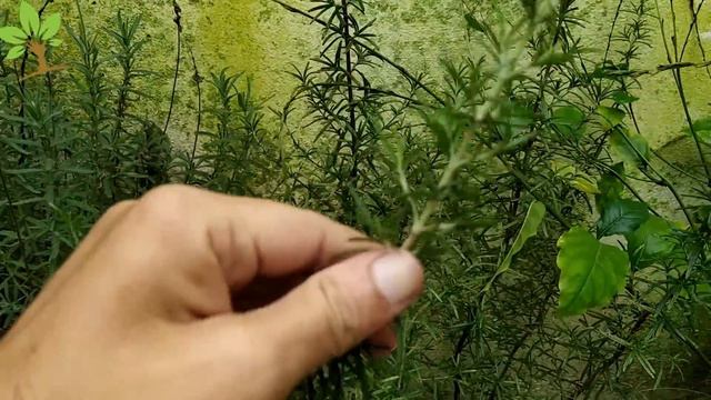 INCRÍVEL! APENAS 1 COPINHO FAZ ESTOURAR DE TANTAS FLORES (SEM GASTAR NADA)