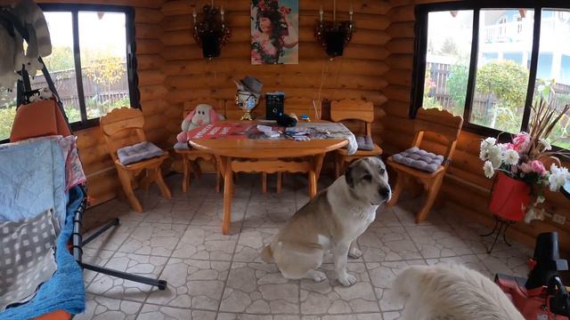Глистогоним собак перед вакцинацией  Даем таблетки  собакам  Alabai dogs