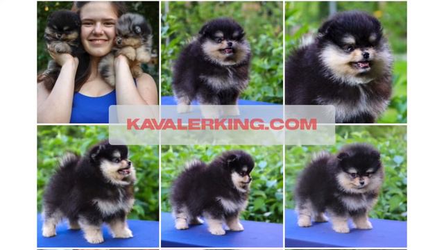 Щенки Померанского Шпица.☎️✅❤️