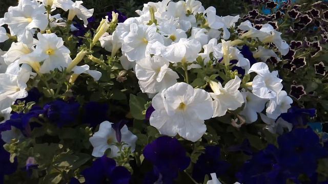 2459482709b70f20aa347f8825d15285