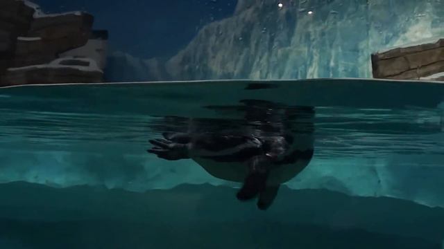 Остров Русский  ОКЕАНАРИУМ ПАРК 2019  Часть 2 я 2019