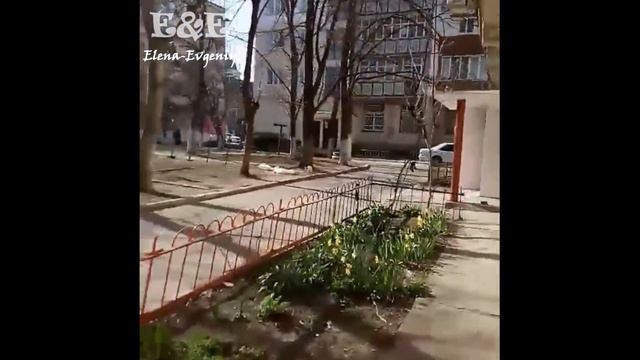Почки на деревьях в Приднестровье/ Нарциссы расцвели/ Весна!