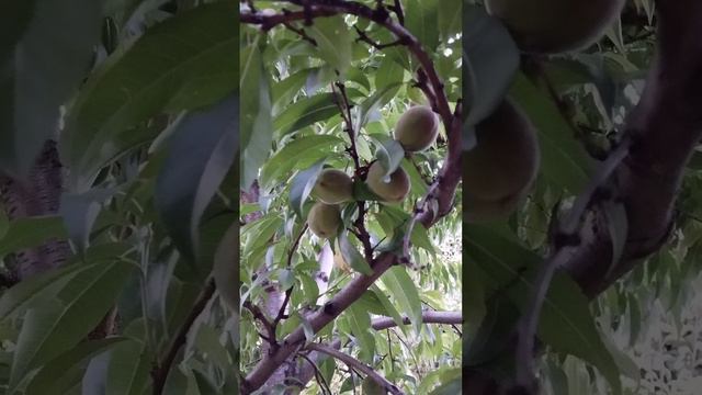 23.07.2024 г. Сегодня, как и в любой будний день, встала рано🌞Просто вышла прогуляться по саду...🌿