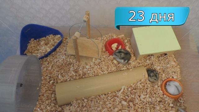 Качелька и тоннель для хомяка | Джунгарские хомяки 22-28 дней