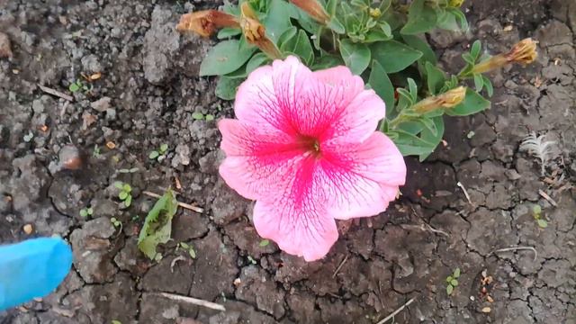 Моя рассада  цветов в цвету,  середина мая🌺🌺🌺