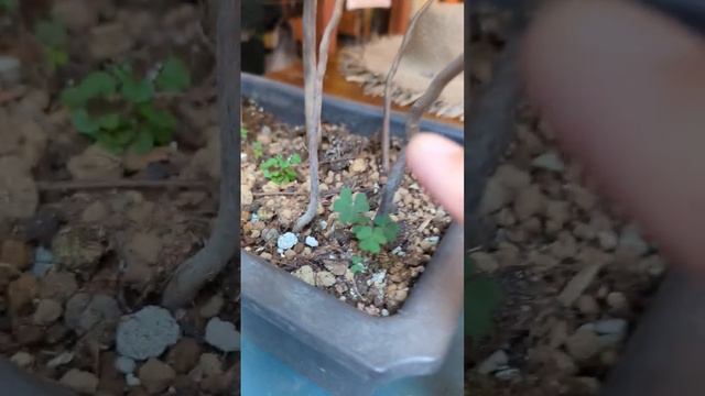 Clover 🍀🍀🍀 I Found That Is Not Four Leaf Clover But Very Cute