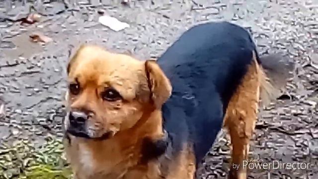 Обратный отсчёт до Нового года/Новогодняя неделя влогов/День 2/Новогодняя ёлка в школе