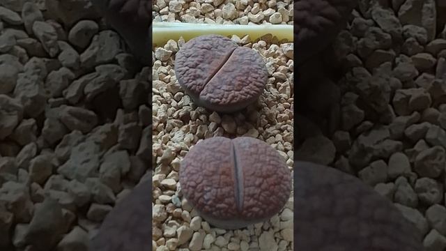 Ставлю кактусы и литопсы на зимовку.