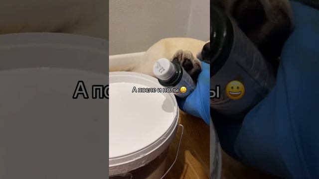 Еще ему не понравился цвет Пола и мебели #ремонт #лабрадор #собака #животные #юмор