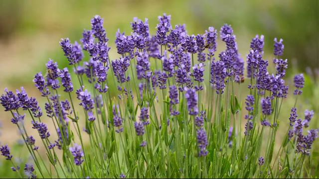 Cottage Farms 6-pc Lavance Purple Lavender On QVC