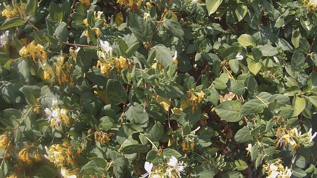 CONOCIENDO A LA MADRESELVA O LONICERA