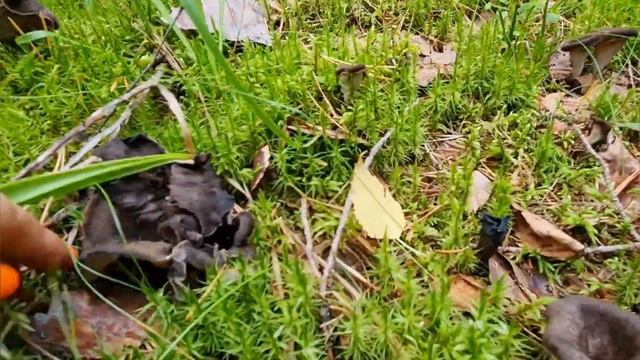 Трюфель или чёрная Лисичка? Вороночник рожковидный воронковидный Поляны чёрных лисичек сбор готовим