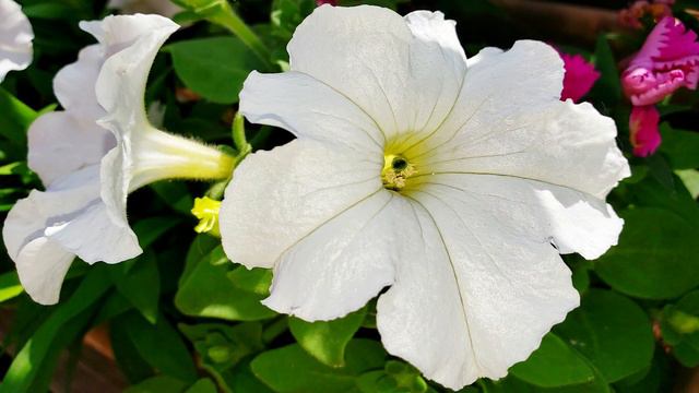 Pansy, Petunia, Marigold And Sweet William Flowers