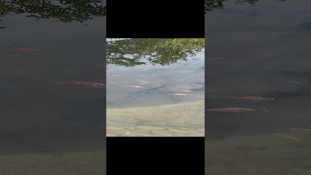 Караси для вашего пруда