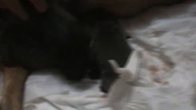 роды бульдога