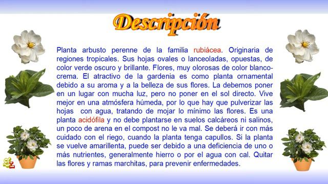 Gardenia. Jazmín Del Cabo. Gardenia Jasminoides. Plantas Para Interior, Plantas De Casa