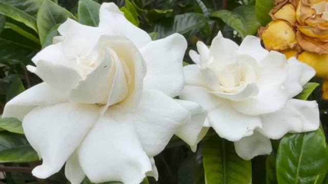 黃梔花n̂g Ki á Hue）Gardenia Jasminoides梔子ㄓ˙ㄗ—梔子ㄓ˙ㄗ（Gardenia Jasminoides，黃梔花n̂g-ki-á-hue）