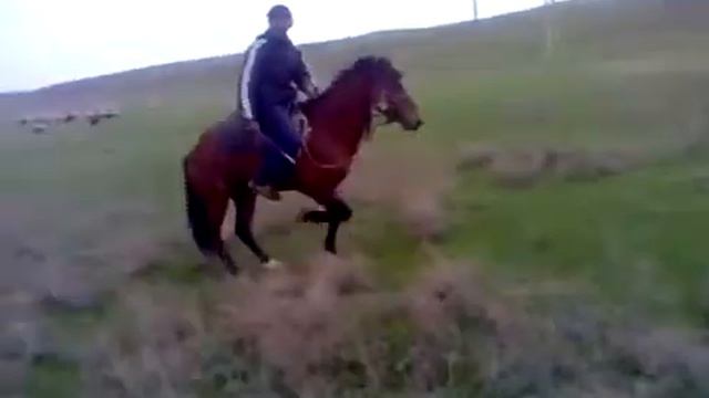 Лошадь танцует лезгинку