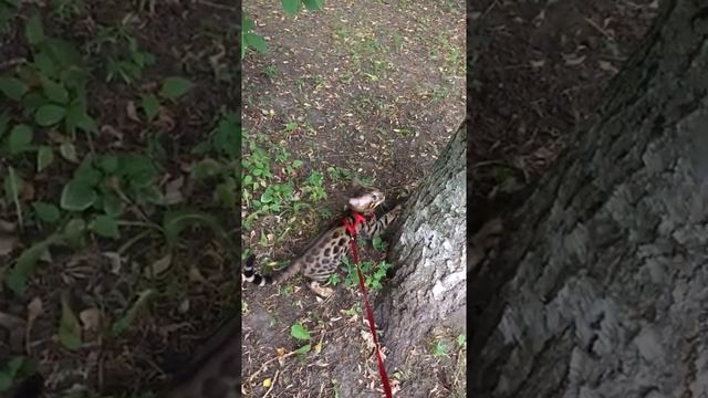 Бруно на прогулке?