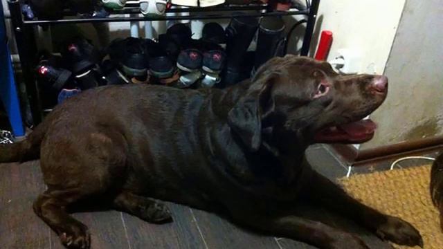 Таня и Дик    глава 28   #лабрадор #собака_дома #ретривер #кошка