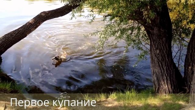 Лучшая подборка 2016 - Лабрадор юность часть 1