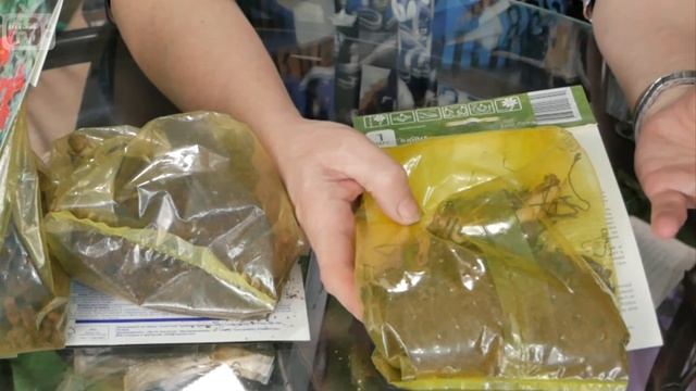 Канна - экзотический цветок у вас в саду ? Как вырастить? Расскажет эксперт HitsadTV