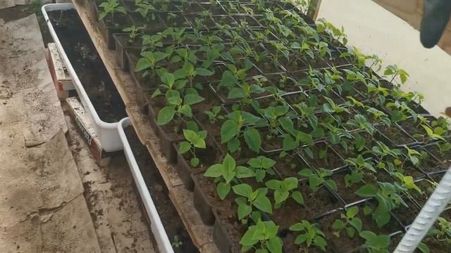 Наконец-то выселила всю рассаду из дома