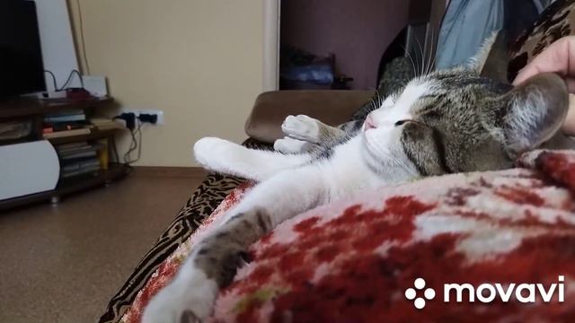 Мурочка скучает. У нас пошли дожди ....