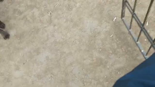 дрессировка лабрадора/labrador Training