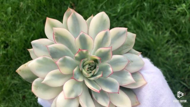 Echeveria Esther Variegated
