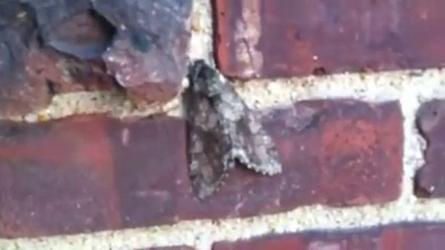 6ff24226fb44c6429d689dd49522e1e0