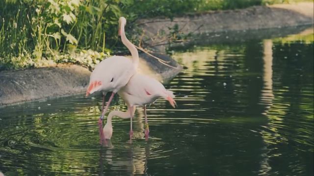 Поэтическая революция
