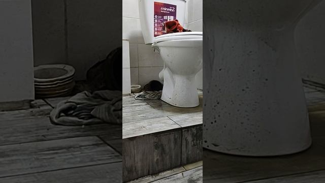 Забилась канализация в подвальном помещении. Крысы затащили тряпку, пришлось её доставать.