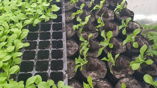 Пересадка петунии из ячеек в стаканы. Мой опыт. Petunias