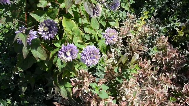 Clematis TAIGA Survived Winter In Poland