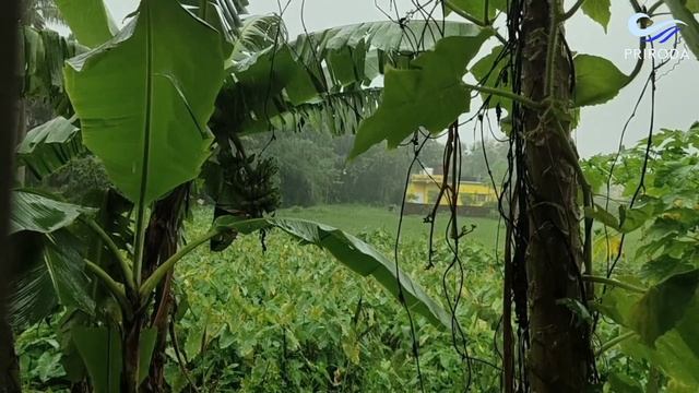 РАССЛАБЛЯЮШАЯ МУЗЫКА.         Звук Дождя. Для  Глубокого Сна