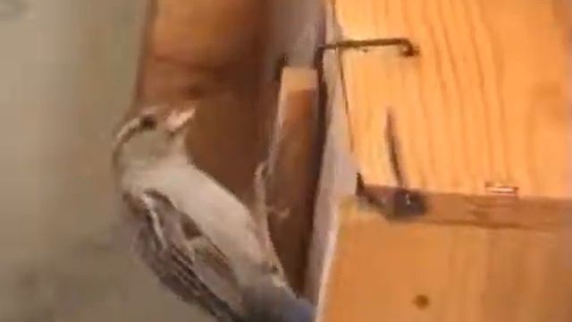 Mike Oldfield   Cuckoo Song