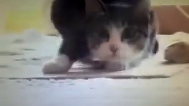 Супер кот,который знает как нужно двигать телом От К Р