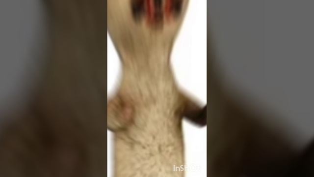 живая статуя