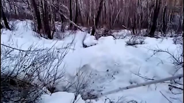 Зоологический Справочник