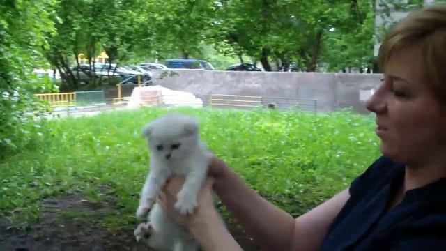 Аннабель Плюшевое Счастье - вислоухий котенок скоттиш-фолд PCA