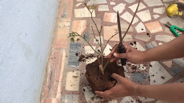 Root Bound Plants And Root Pruning | Save A Dying Plant In English
