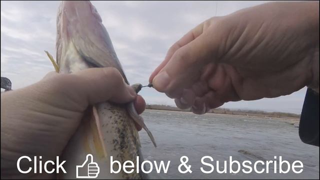 Falls Of The Ohio Fishing | Sauger Fishing | Berkley Gulp Minnow