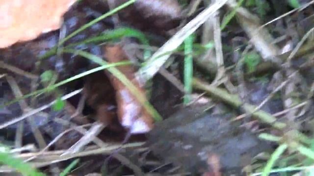 Как грибник Коля собирает грибы подосиновики в лесу для своей тещи